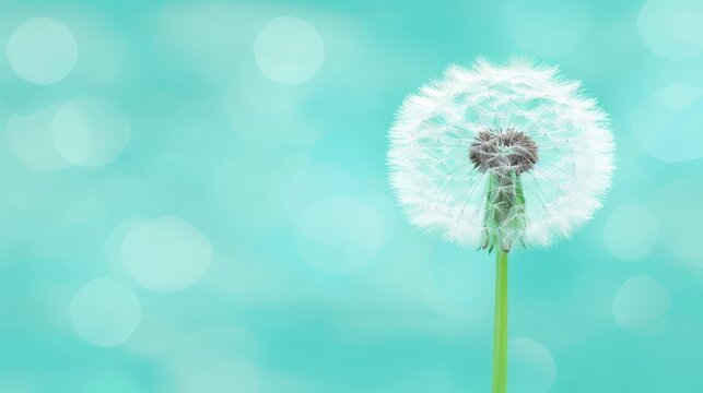   A tight shot of a dandelion against a backdrop of a blue field The dandelion image is softly blurred
