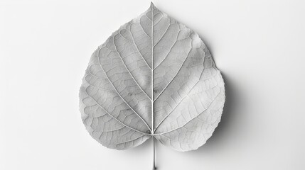   A monochrome image of a single leaf against a white backdrop, featuring a droplet at its base - obrazy, fototapety, plakaty