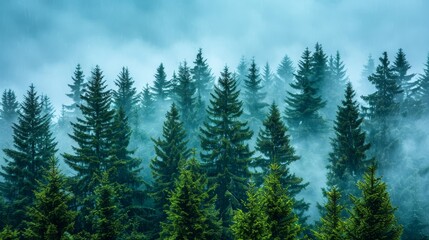   A forest filled with many trees shrouded in fog and enveloped in smoke - obrazy, fototapety, plakaty