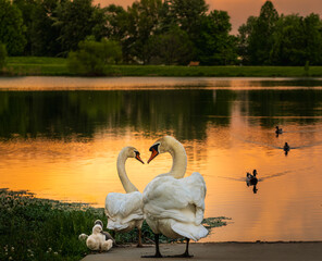 Two swans looking at each other while their cygnets browsing in grass at sunset in summer; gold colored lake and dark silhouettes of trees in background
