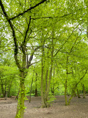 Obraz premium Spring in a hornbeam wood, London, UK