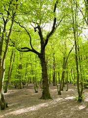 Spring in a hornbeam wood, London, UK