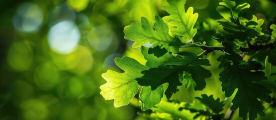 Fototapeta premium Sunlight shines on the vivid green oak leaves