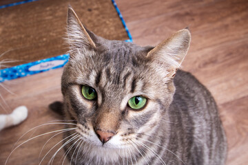 Obraz premium Felidae Cat with whiskers sitting on shelf