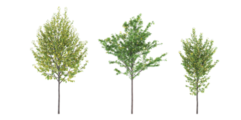 Cutout jungle green trees on transparent backgrounds png	
