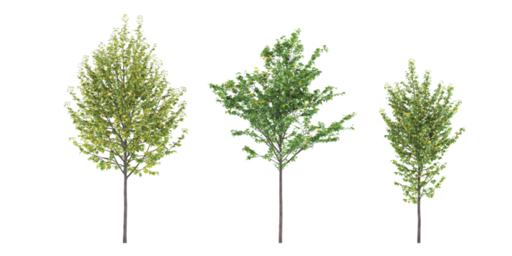 Cutout jungle green trees on transparent backgrounds png	
