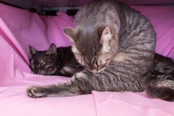 Two gray cats on a pink bed