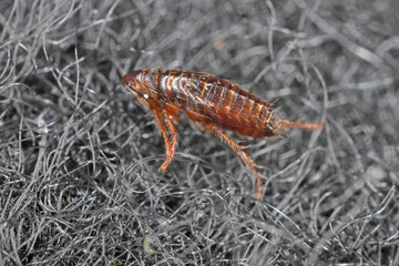 Flea on the carpet. It is a dangerous parasite of animals and humans that transmits diseases.