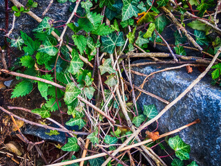 Ivy and stones