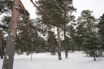 pine forest in spring in the snow in northern Russia