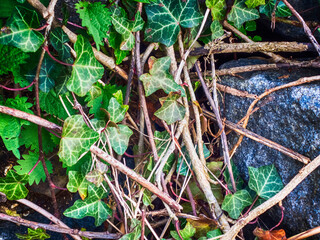 Stones and ivy