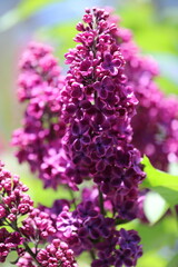 close up of lilac flowers