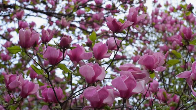 Pink magnolia. Lush blossoming of a magnolia tree in a botanical garden. The wind sways the beautiful pink magnolia buds. Kyiv. Ukraine