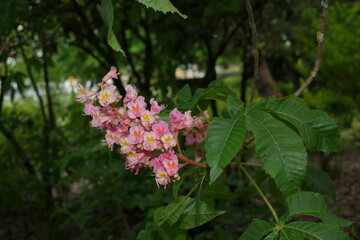 Fleurs et feuilles de Marronier rose (Aesculus x carnea)