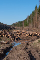 Dirt road along the forest edge, pile of pine logs, deforested area, spring time