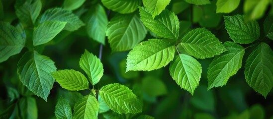 Green leaves in a summer garden, serving as a natural backdrop representing spring, ecology, and...