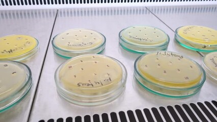 Petri dishes with different bacteria and antibiotic test in the laboratory.