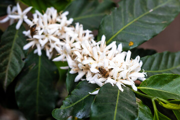 White flowers of a blooming arabica coffee trees