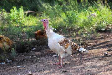 
White and brown peacock in pen with chickens. Turkey. Farm animal. Fowl. Poultry industry.