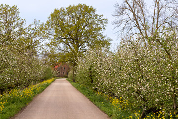 Cycle and walking path along the flowering fruit trees in the Betuwe.