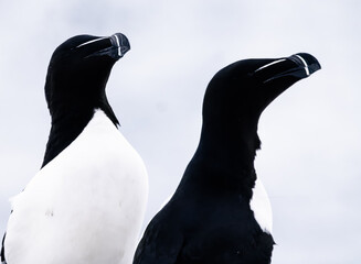 razorbill birds 