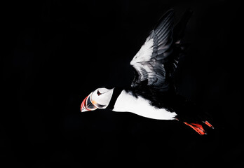 puffin bird in flight