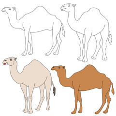 Camel Clipart. Wild Animals clipart collection for lovers of jungles and wildlife. This set will be a perfect addition to your safari and zoo-themed projects.