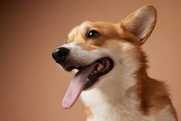 portrait of a corgi dog close up with tongue hanging out on a brown background