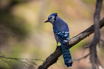 Blue Jay Bird on a branch