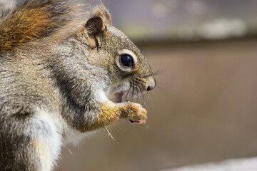 squirrel eating nut on a sunny day