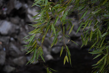 Close up of green bamboo leaves hanging over the river, blurred black rock background, Tbilisi, Georgia, botanical garden