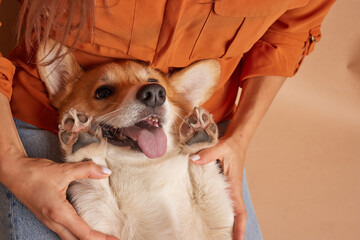 girl playing with pembroke welsh corgi dog holding dog paws close up, happy dogs concept