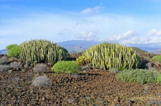 Giant succulents, spurge (Euphorbia) overgrowing fields of cooled lava on Tenerife. Canary Islands.