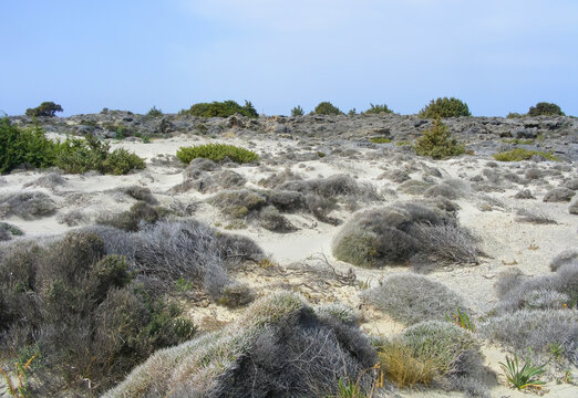Vegetation growing on the beaches of Crete, Greece.