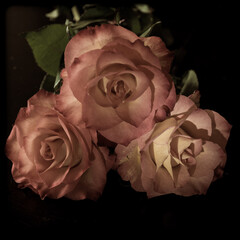 3 pink roses background isolated