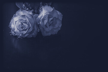 two roses background, copy space, isolated