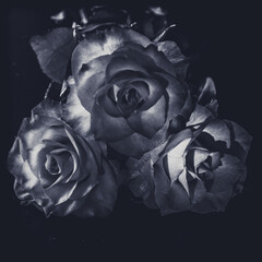 3 black and white roses background isolated