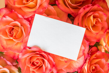pink roses background with white card, copy space - 791046372