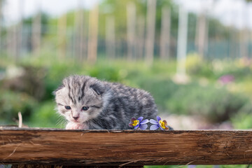 little cute newborn kitten, soft and vulnerable - 791046519
