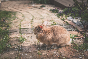 lovely domestic brown rabbit