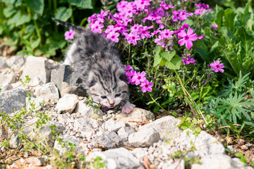 little cute newborn kitten, soft and vulnerable - 791046581