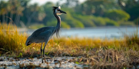Photo sur Aluminium Zanzibar Exotic birds of Zanzibar