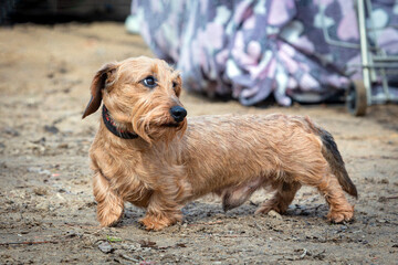 Wirehaired Dachshund at a dog show