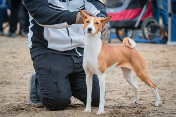 Basenji is a breed of hunting dogs. At the dog show.
