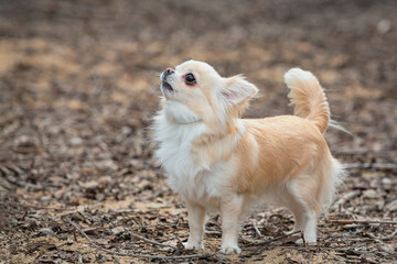 A light-colored chihuahua walks along the sand and poses. A miniature fluffy pocket purebred dog....