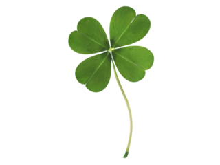 Trebol de cuatro ojas de la suerte PNG