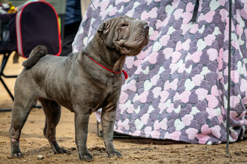 A dog of the Shar Pei breed at a dog show..
