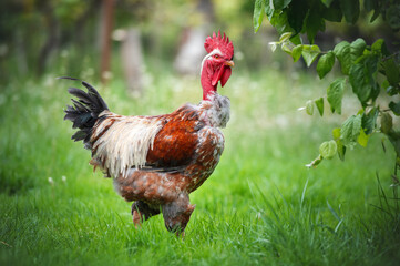 rooster in the farm