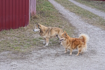two brown dogs stand on a rural road in the street