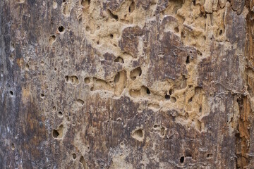 brown wood texture from old and frayed board